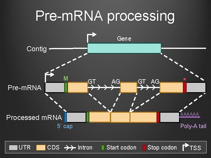 Pre-m. RNA processing Gene Contig M Pre-m. RNA GT AG AAAAAA Processed m. RNA