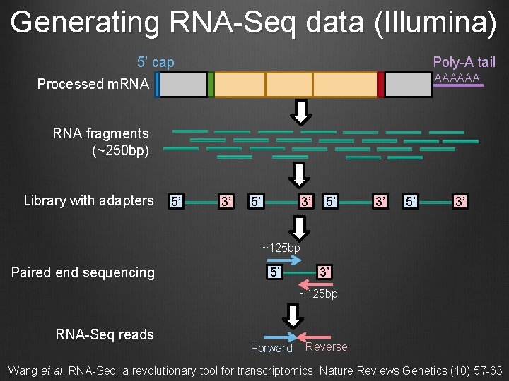 Generating RNA-Seq data (Illumina) 5’ cap Poly-A tail AAAAAA Processed m. RNA fragments (~250