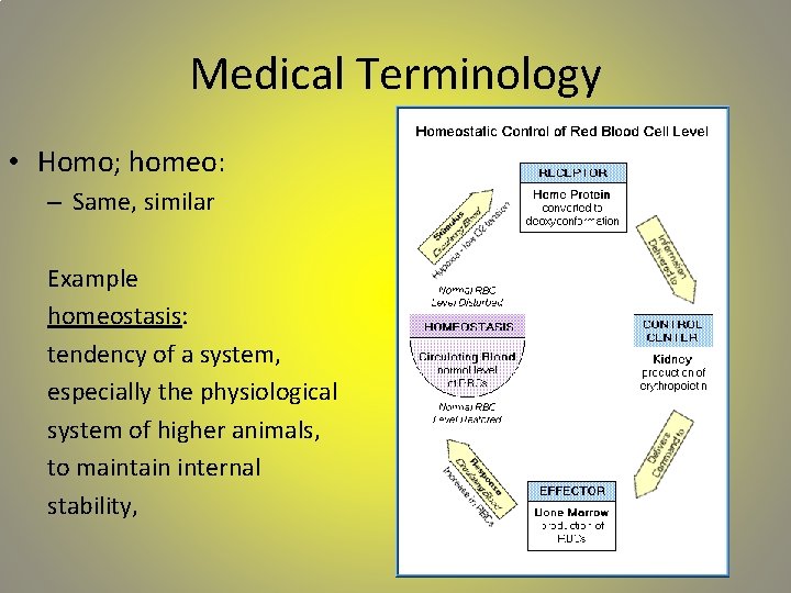 Medical Terminology • Homo; homeo: – Same, similar Example homeostasis: tendency of a system,