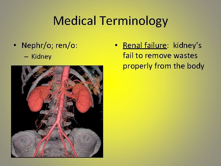 Medical Terminology • Nephr/o; ren/o: – Kidney • Renal failure: kidney’s fail to remove