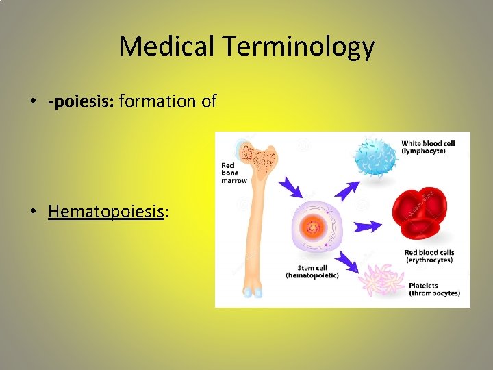 Medical Terminology • -poiesis: formation of • Hematopoiesis: 