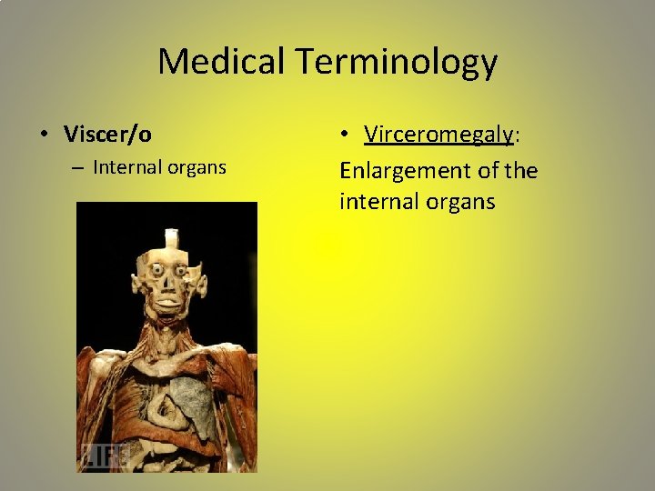 Medical Terminology • Viscer/o – Internal organs • Virceromegaly: Enlargement of the internal organs