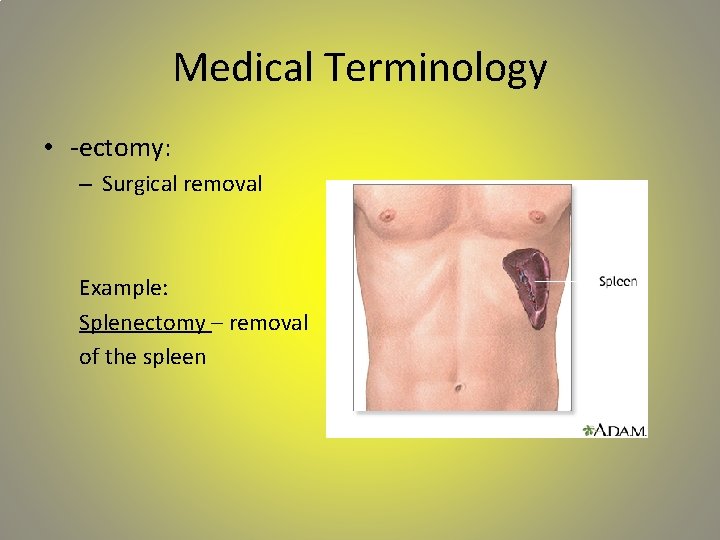 Medical Terminology • -ectomy: – Surgical removal Example: Splenectomy – removal of the spleen