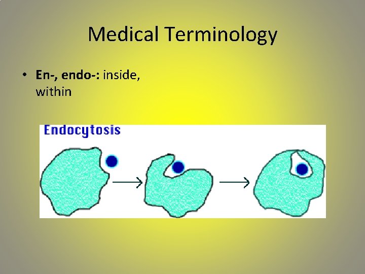 Medical Terminology • En-, endo-: inside, within 