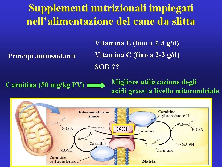 Supplementi nutrizionali impiegati nell’alimentazione del cane da slitta Vitamina E (fino a 2 -3