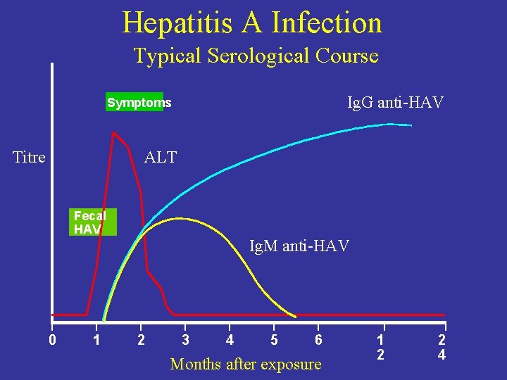 Hepatitis A Infection Typical Serological Course Ig. G anti-HAV Symptoms Titre ALT Fecal HAV