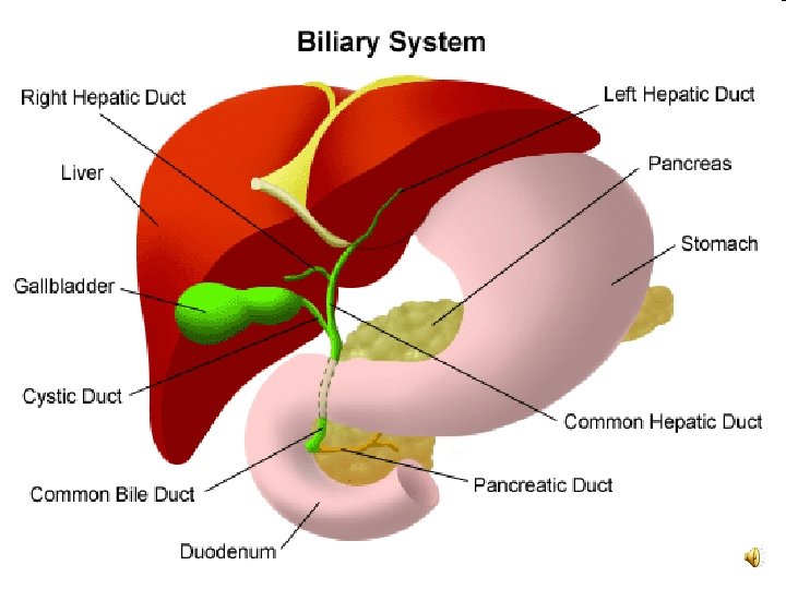 Liver Anatomy… o o Liver is the largest and most versatile organ in the