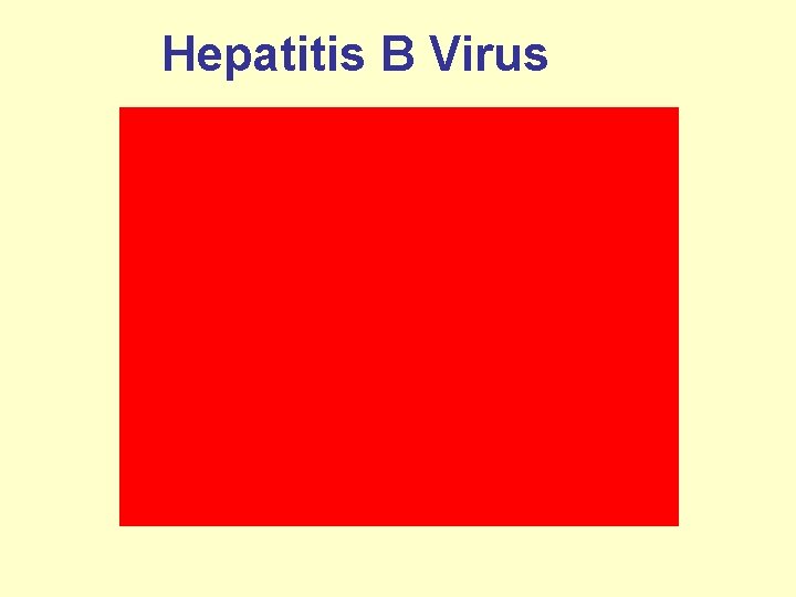 Hepatitis B Virus 