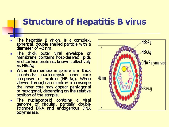 Structure of Hepatitis B virus n n The hepatitis B virion, is a complex,