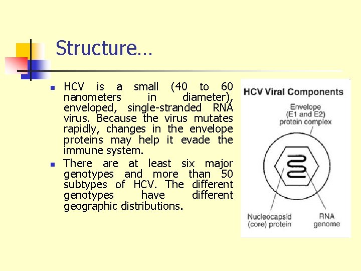 Structure… n n HCV is a small (40 to 60 nanometers in diameter), enveloped,