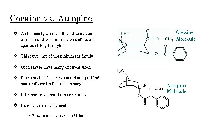 Cocaine vs. Atropine ❖ A chemically similar alkaloid to atropine can be found within