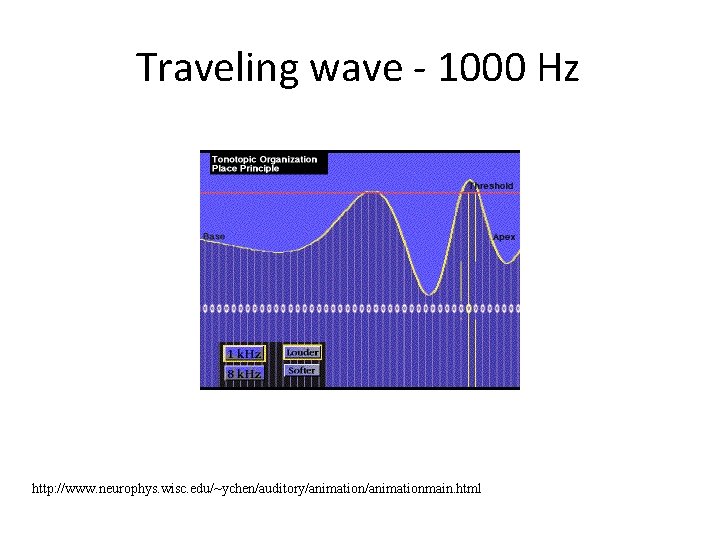 Traveling wave - 1000 Hz http: //www. neurophys. wisc. edu/~ychen/auditory/animationmain. html 