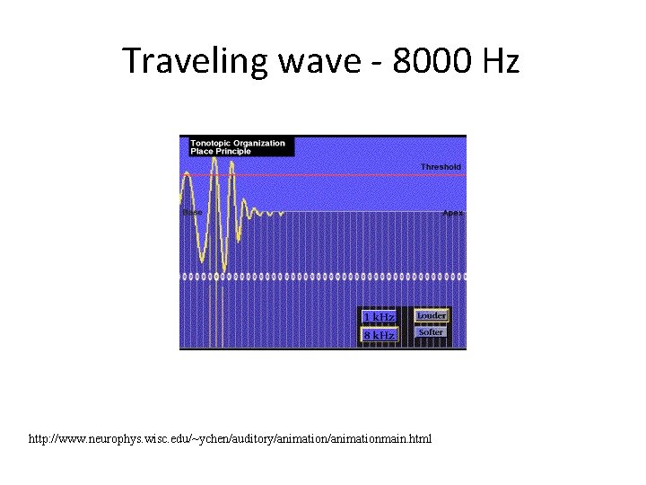 Traveling wave - 8000 Hz http: //www. neurophys. wisc. edu/~ychen/auditory/animationmain. html 