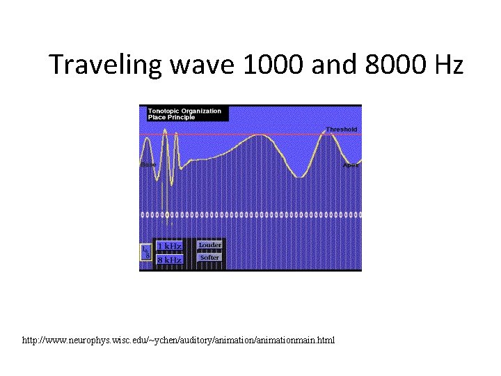 Traveling wave 1000 and 8000 Hz http: //www. neurophys. wisc. edu/~ychen/auditory/animationmain. html 