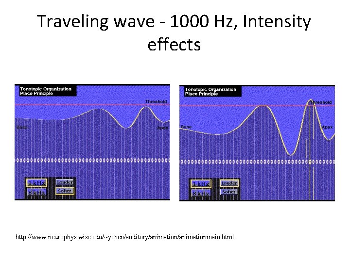 Traveling wave - 1000 Hz, Intensity effects http: //www. neurophys. wisc. edu/~ychen/auditory/animationmain. html 
