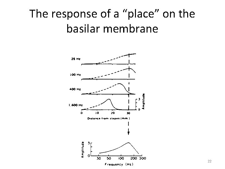 The response of a “place” on the basilar membrane 22 