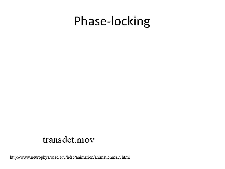 Phase-locking transdct. mov http: //www. neurophys. wisc. edu/h&b/animationmain. html 
