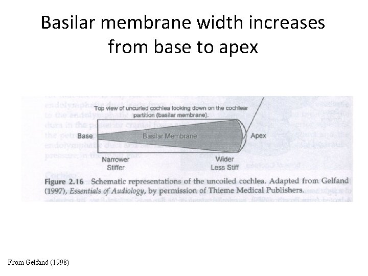 Basilar membrane width increases from base to apex From Gelfand (1998) 