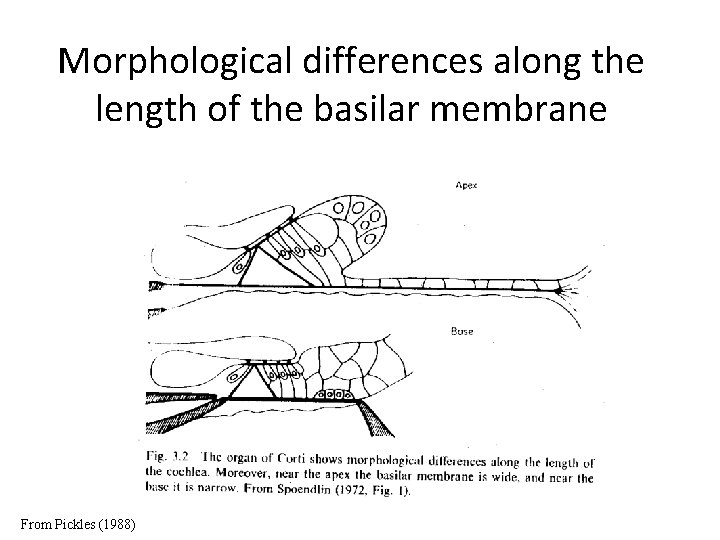 Morphological differences along the length of the basilar membrane From Pickles (1988) 