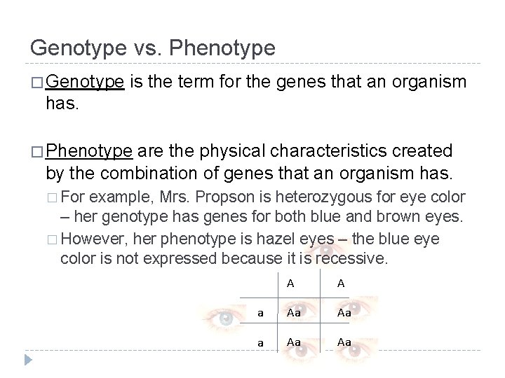 Genotype vs. Phenotype � Genotype is the term for the genes that an organism
