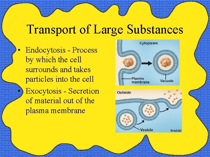 Transport of Large Substances • Endocytosis - Process by which the cell surrounds and Transport of Large Substances • Endocytosis - Process by which the cell surrounds and