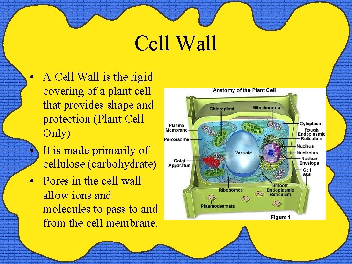 Cell Wall • A Cell Wall is the rigid covering of a plant cell Cell Wall • A Cell Wall is the rigid covering of a plant cell