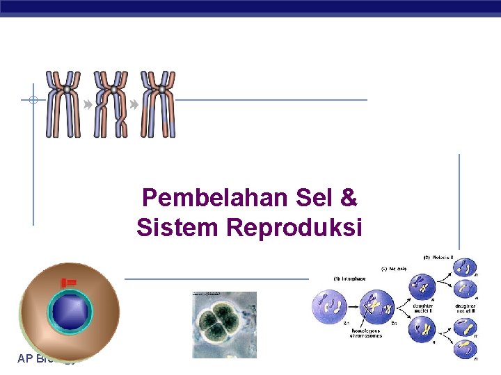 Pembelahan Sel & Sistem Reproduksi AP Biology 