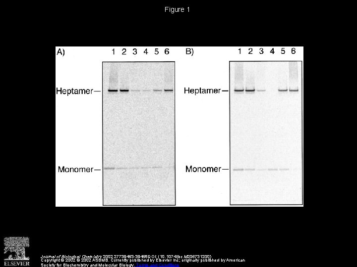 Figure 1 Journal of Biological Chemistry 2002 27739463 -39468 DOI: (10. 1074/jbc. M 206731200)