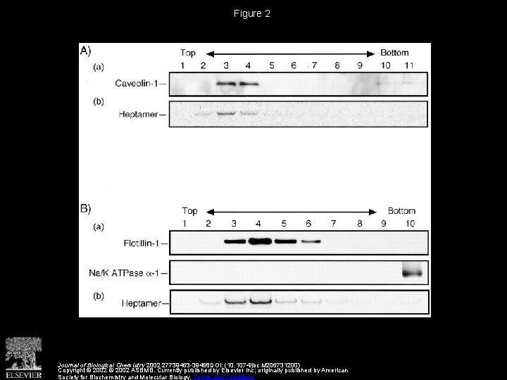 Figure 2 Journal of Biological Chemistry 2002 27739463 -39468 DOI: (10. 1074/jbc. M 206731200)