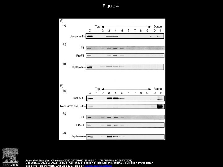 Figure 4 Journal of Biological Chemistry 2002 27739463 -39468 DOI: (10. 1074/jbc. M 206731200)