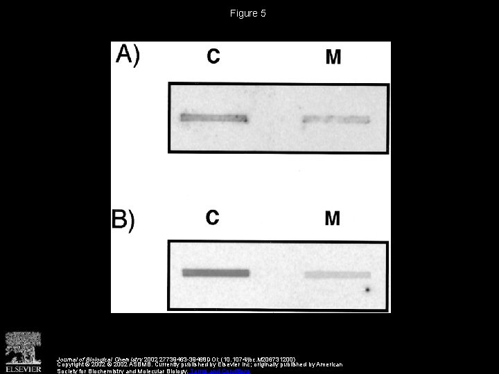 Figure 5 Journal of Biological Chemistry 2002 27739463 -39468 DOI: (10. 1074/jbc. M 206731200)