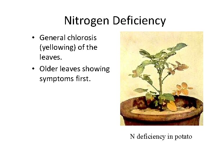Nitrogen Deficiency • General chlorosis (yellowing) of the leaves. • Older leaves showing symptoms