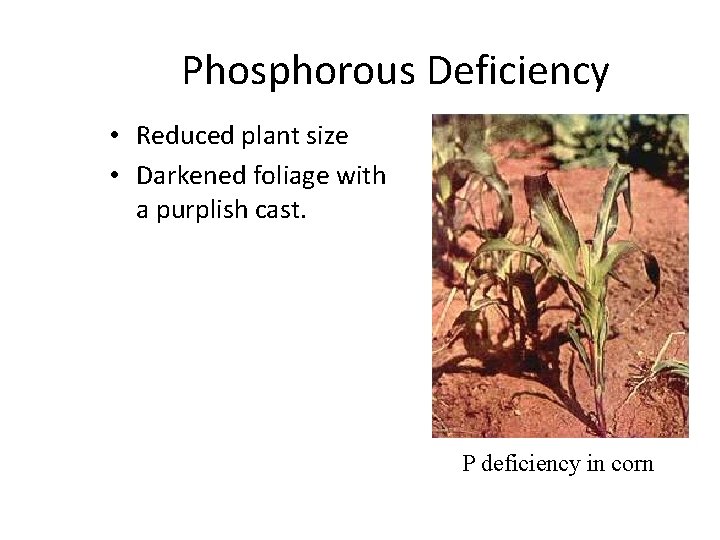 Phosphorous Deficiency • Reduced plant size • Darkened foliage with a purplish cast. P