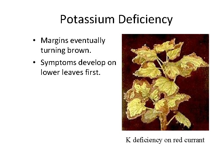 Potassium Deficiency • Margins eventually turning brown. • Symptoms develop on lower leaves first.