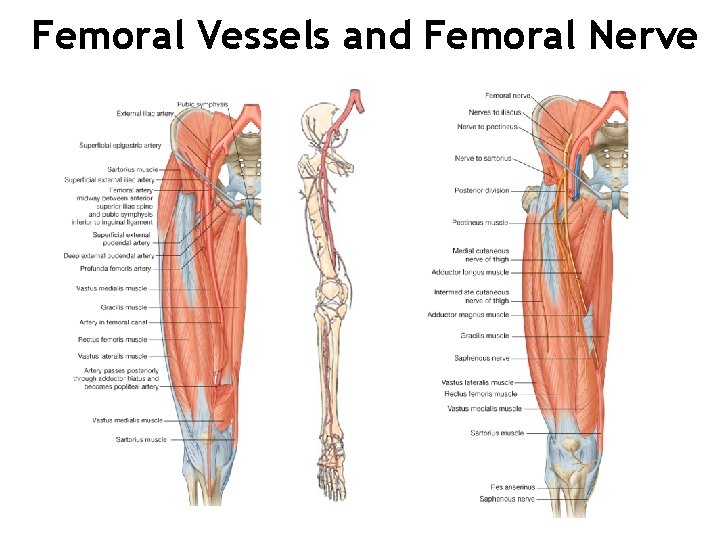 Femoral Vessels and Femoral Nerve 