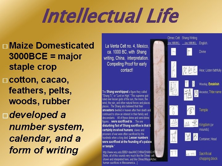 Intellectual Life � Maize Domesticated 3000 BCE = major staple crop � cotton, cacao,