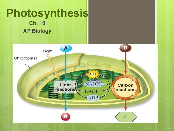 Photosynthesis Ch. 10 AP Biology 