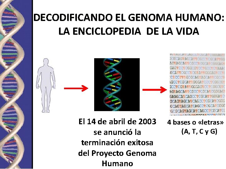 DECODIFICANDO EL GENOMA HUMANO: LA ENCICLOPEDIA DE LA VIDA El 14 de abril de