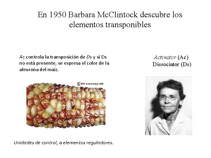 En 1950 Barbara Mc. Clintock descubre los elementos transponibles Ac controla la transposición de