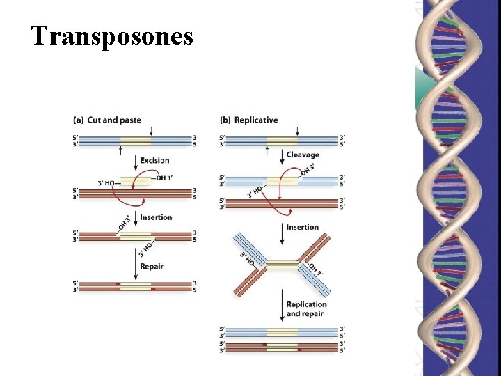 Transposones 