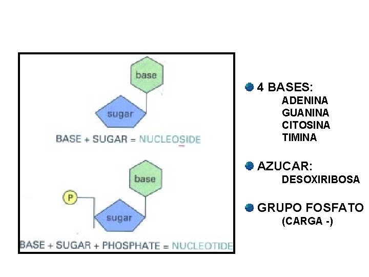 4 BASES: ADENINA GUANINA CITOSINA TIMINA AZUCAR: DESOXIRIBOSA GRUPO FOSFATO (CARGA -) 
