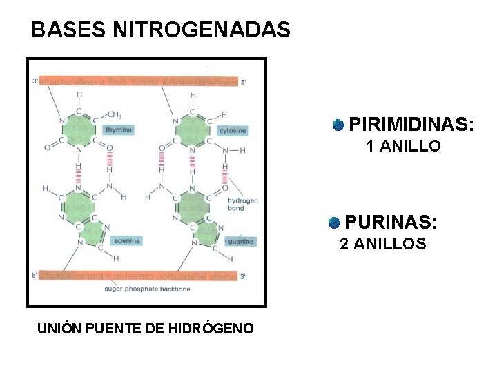 BASES NITROGENADAS PIRIMIDINAS: 1 ANILLO PURINAS: 2 ANILLOS UNIÓN PUENTE DE HIDRÓGENO 