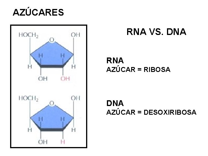 AZÚCARES RNA VS. DNA RNA AZÚCAR = RIBOSA DNA AZÚCAR = DESOXIRIBOSA 