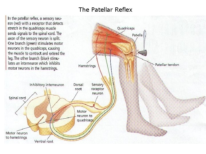 The Patellar Reflex 