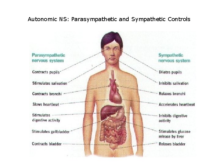 Autonomic NS: Parasympathetic and Sympathetic Controls 