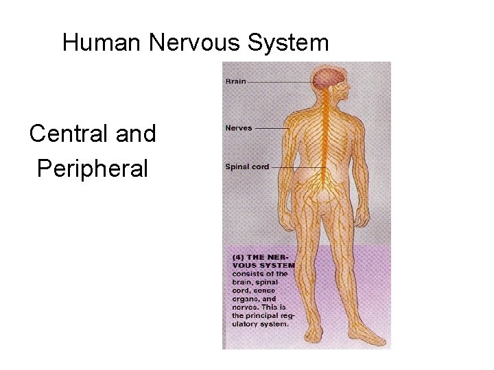 Human Nervous System Central and Peripheral 