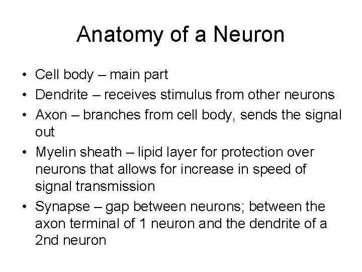 Anatomy of a Neuron • Cell body – main part • Dendrite – receives