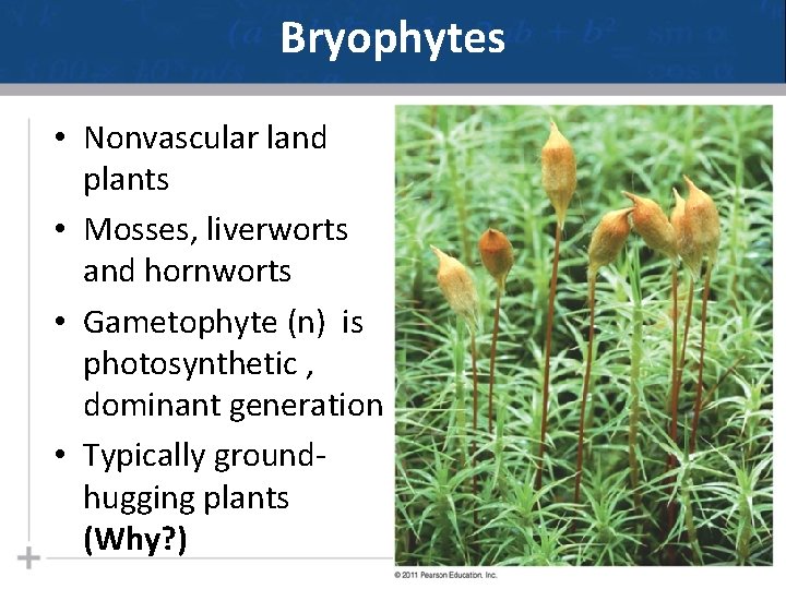 Bryophytes • Nonvascular land plants • Mosses, liverworts and hornworts • Gametophyte (n) is