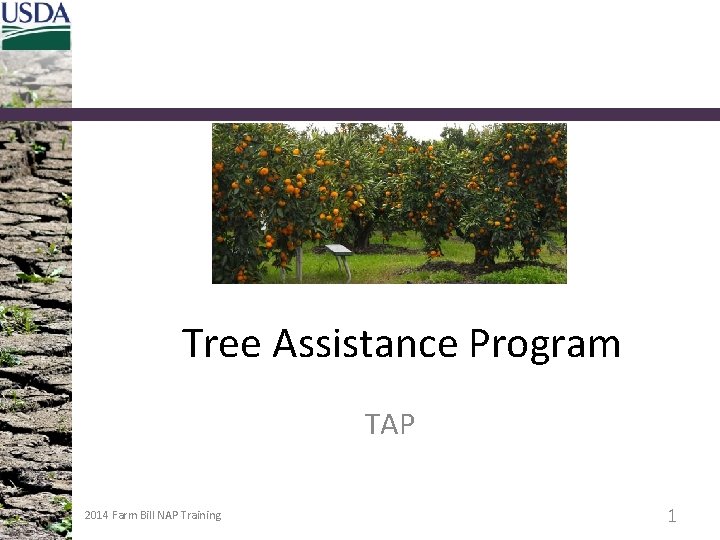 Tree Assistance Program TAP 2014 Farm Bill NAP Training 1 