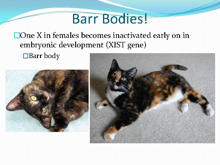 Barr Bodies! �One X in females becomes inactivated early on in embryonic development (XIST